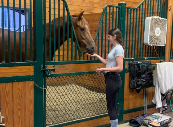 Horse stall at Rebecca Cowden Dressage in Flemington NJ Horse stall at Rebecca Cowden Dressage in Flemington NJ