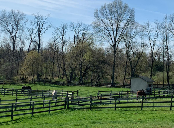 Pastures at Rebecca Cowden Dressage in Flemington NJ Pastures at Rebecca Cowden Dressage in Flemington NJ