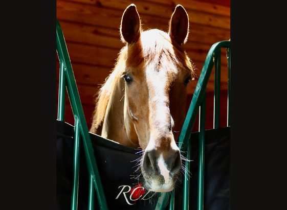Young horse at RCD in Flemington NJ Young horse at RCD in Flemington NJ
